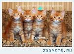 Мейн Кун - Чистокровные Котята!