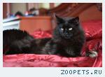 Котята мейн-кун