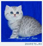 Британские котята серебристые с изумрудными глазами