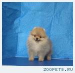 Шпиц миниатюрный померанец