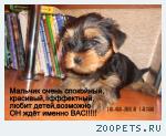 щенки йоркширского терьера продам!