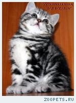 Британские мраморные котята из питомника VIVIAN.