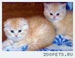 Продаю вислоухих и британских  котят