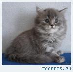 Шотландские котята и Хайленд