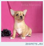 Чихуахуа породистые   щенки, недорого!  