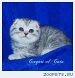 Вислоухие серебристые котята с изумрудными глазами 