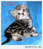 Британские мраморные котята из питомника VIVIAN.