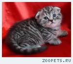 Шотландские котята и Хайленд