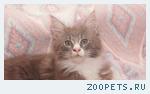 кот мейн-кун голубой мрамор с белым (3 мес)
