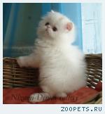 персидский котенок-девочка-классик