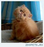 персидский котик-рыжик классического типа