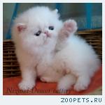персидские котята