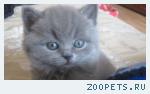 Котята шотландские