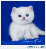 Белоснежные синеглазки - эксклюзивные британские шиншиллы