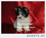 Бивер Йорк, Бивер, Биверы  щенки купить
