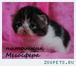 Экзотические котята