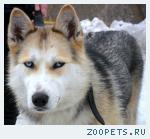 Хаски найдена