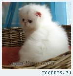 персидский котенок-девочка-классик