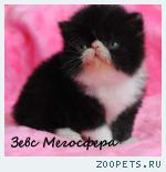 Персидский котик
