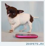 Чихуахуа МИНИ девочка