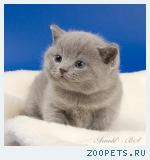 Британские котята голубые и лиловые. 