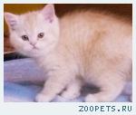 Продаю британских котят