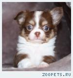 Щенки чихуахуа