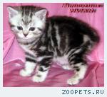 Британские мраморные котята из питомника VIVIAN.