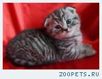 Шотландский вислоухий КОТИК