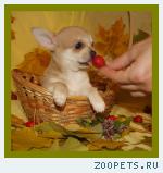 Очаровательные щеночки чихуахуа