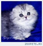 Роскошные серебристые хайленд-фолды