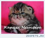 Экзотическая кошечка Кармен