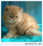 персидские котята-рыжики