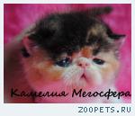 Персидские и экзотические котята