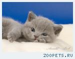 Голубые британские котята.