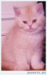 Продаю британских котят