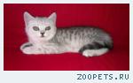 Очаровательный британский котенок вискас