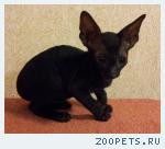 Корниш-рекс кудрявые котята