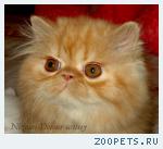 персидский котик-рыжик классического типа
