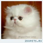 персидские котята