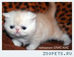 Экзотические котята, продажа.