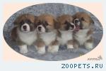 Вельш корги щенки