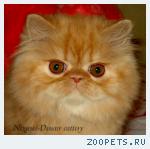 рыжий персидский котик-кот"солнышко"