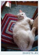 Найден белый кот