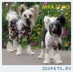 Продаются щенки Китайской хохлатой 