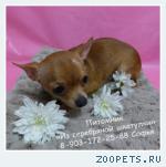 Продам щенка мини Чихуахуа девочку