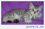 Шотландские прямоухие котята