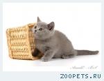 Британские мишутки - голубые британские котята.
