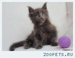 МЕЙН-КУН котята