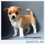 Продаю.Чихуа г./ш. девочку.